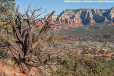 mesas and weathered tree